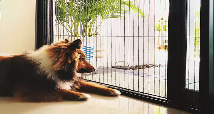 Sliding Screen Pet Door Repair in Lakeland, FL