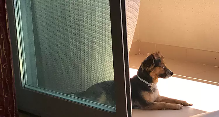 French Door Pet Screen Repair in Lakeland, FL